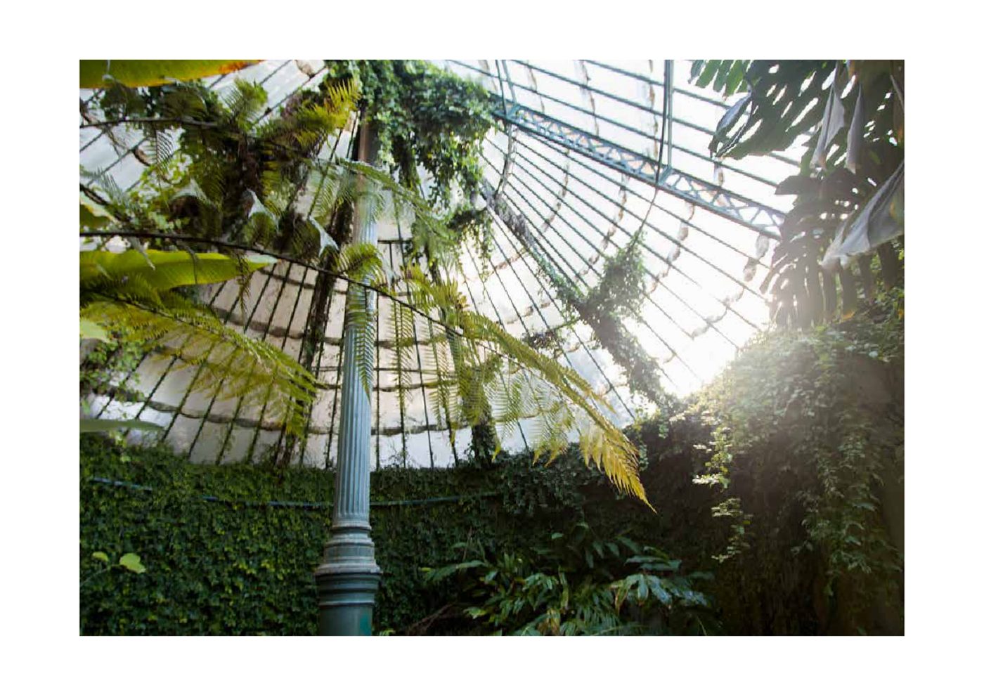 Real Jardín Botánico — página 6