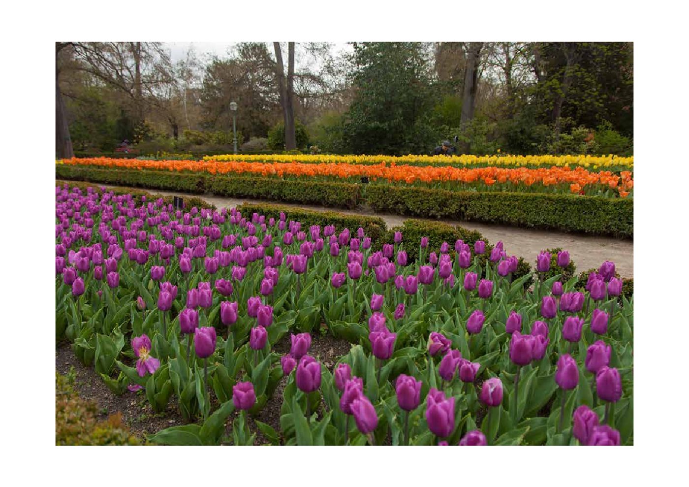 Real Jardín Botánico — página 7